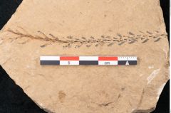 Foto (Detailansicht) von Plantae indet.  (NHMW-GEO-2024-0188-11500)